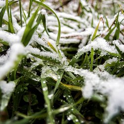 Если снег засыплет зеленую траву до наступления сильных морозов, то трава благополучно перезимует, оставаясь такой же зеленой.